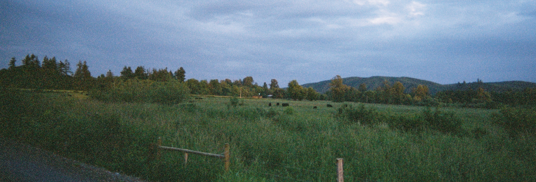 Cows at Sunset